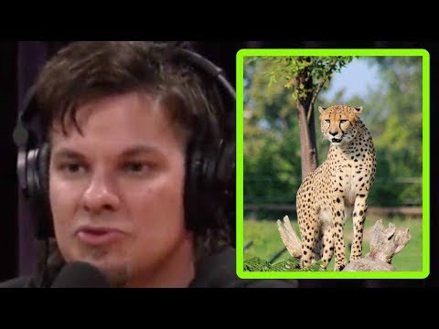 Theo Von: Making Love to a Cheetah - Joe Rogan