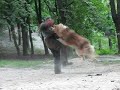 ><br >Разведение пит-ка Хранитель Гор<br 
