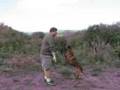 Dog Training - Solve Your Dog's Jumping Problem