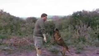 Dog Training - Solve Your Dog's Jumping Problem