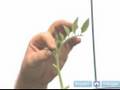 How to Set Up a Low Maintenance Garden : How to Prune a Tomato Plant