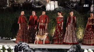 Street dog walks at Rohit Bal's fashion show in Mumbai