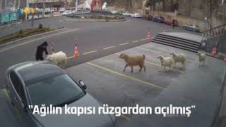 NTV | Nevşehir Belediyesi: 1 koyun,1 keçi, 3 kuzu tarafından esir alınmış bulunm