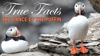 Mating Dance Of The Puffin