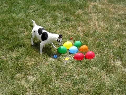 DOG vs. WATER BALLOONS video