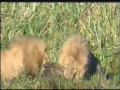 Two Male lions kills Hyena