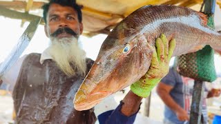 Sweetlip Emperor Fish Cutting Skills