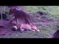 Abg Kepergok Mesum Di Pojok Ragunan images Abg Kepergok Mesum Di Pojok Ragunan