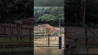 Fofas E Pescoçudas