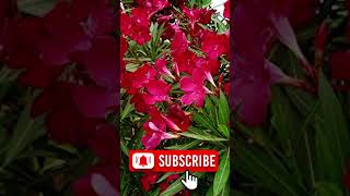 பரவரகக உகநத பககள Flowers For Bhairava