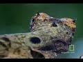 Snake bird dragon face Tlir الثعبان الطائر يواجه التني
