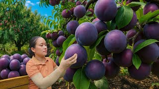 Harvesting Sweet Purple Plum Garden And Bringing It To Market For Sale, Bamboo Gardening