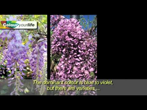 Short informative video about the fabulous Wisteria plant