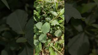 Apamarga Achyranthes Aspera