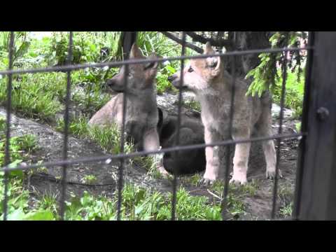 2011年7月4日　旭山動物園　シンリンオオカミ　子供たち
