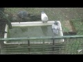 Duiven ontdekken eenden-bad. Pigeons taking a ducks-bath
