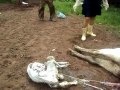 Woman got a kick from a mad cow in her head