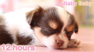 ☆ 12 HOURS ☆ Puppy Sleeping Music ♫ ☆ RELAXING MUSIC ☆ Sleep music for dogs ♫ Ca