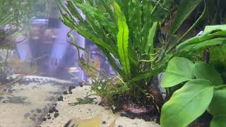 German Blue Ram Anubias 604040 Tank