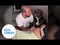 Dog listens to baby belly and covers mom with kisses | USA TODAY