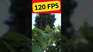 Bee. Increase Fps With Artificial Intelligence To 120 Fps