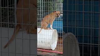 Adba Apbt Bailey