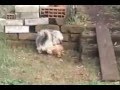 Cane tromba gallina