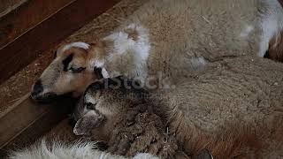 Sheep Sheep Sleep On The Ground Stock Video Download Video Clip Now Agricultural Field, Agricola