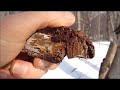 polypore