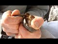 polypore