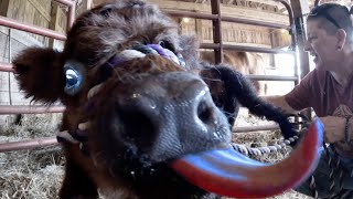 We Bought a Baby Bull!