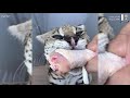 Cutest Cats and Dogs 😻 - 🐶 Cute Compilation #1 (August.2019)