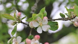 Lithuanian Nature -Music Lietuvos Gamta