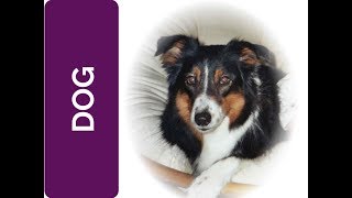 Spiritual Guidance from a DOG: have fun! (Spirit Animal, Power Animal and Totem Series)