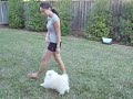 pomeranians