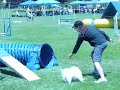 pomeranians