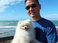 pomeranians