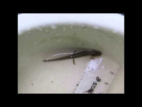 Header of Allegheny Mountain Dusky Salamander