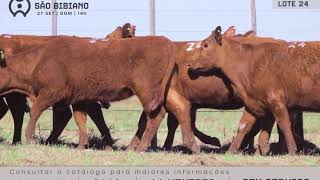 LOTE 24 - FÊMEAS ANGUS AD - LEILÃO VIRTUAL SÃO BIBIANO 2020