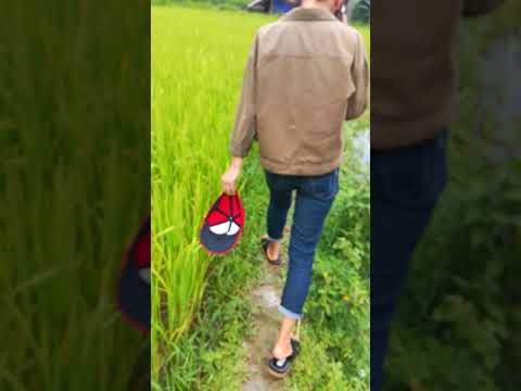 Watching video Tặng hoa cho gái xinh nhưng em bảo quay video em không nhận phải tắt đi em mới nhận cơ
