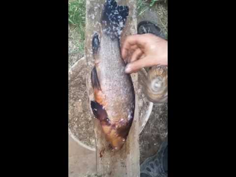 видео как быстро почистить линя от чешуи видео как быстро почистить линя от чешуи