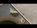 Pool Filled With Frogs and Tadpoles