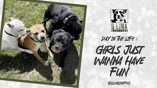 Day In The Life Girls Just Wanna Have Fun Staffordshire Bull Terrier
