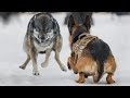 Only These Dogs Can Face a Wolf