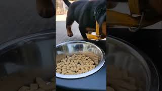 First Meal Delight Rottweiler Puppy Devours Royal Canin With Bacon Flavor
