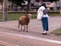 Cabra aterroriza personas por la calle.