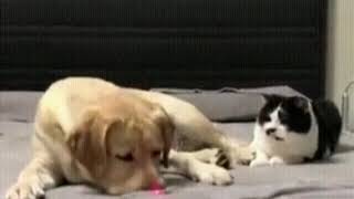 Watching Funny Animals Compilation | Funniest Animals 2020 #53