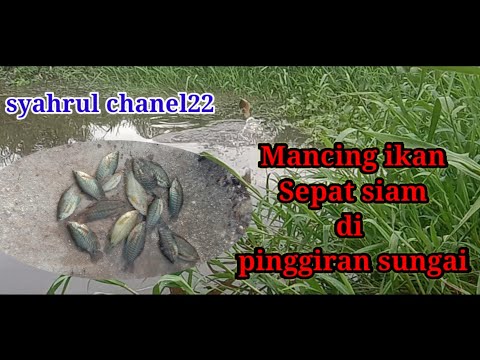 mancing ikan sepat siam // Episode 01