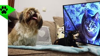 Dogs Has Incredible Reaction to Funny Cats and Kittens Meowing