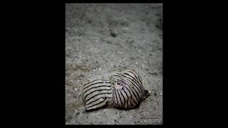 2011-10-23 - Seahorse Gardens - Striped Pyjama Squid
